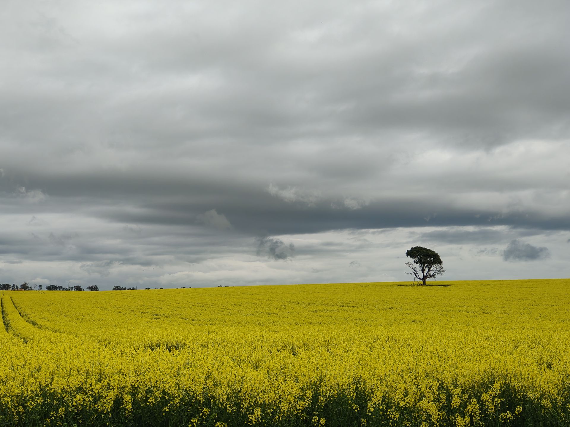 Canola crop — Renovum Agronomy in the field