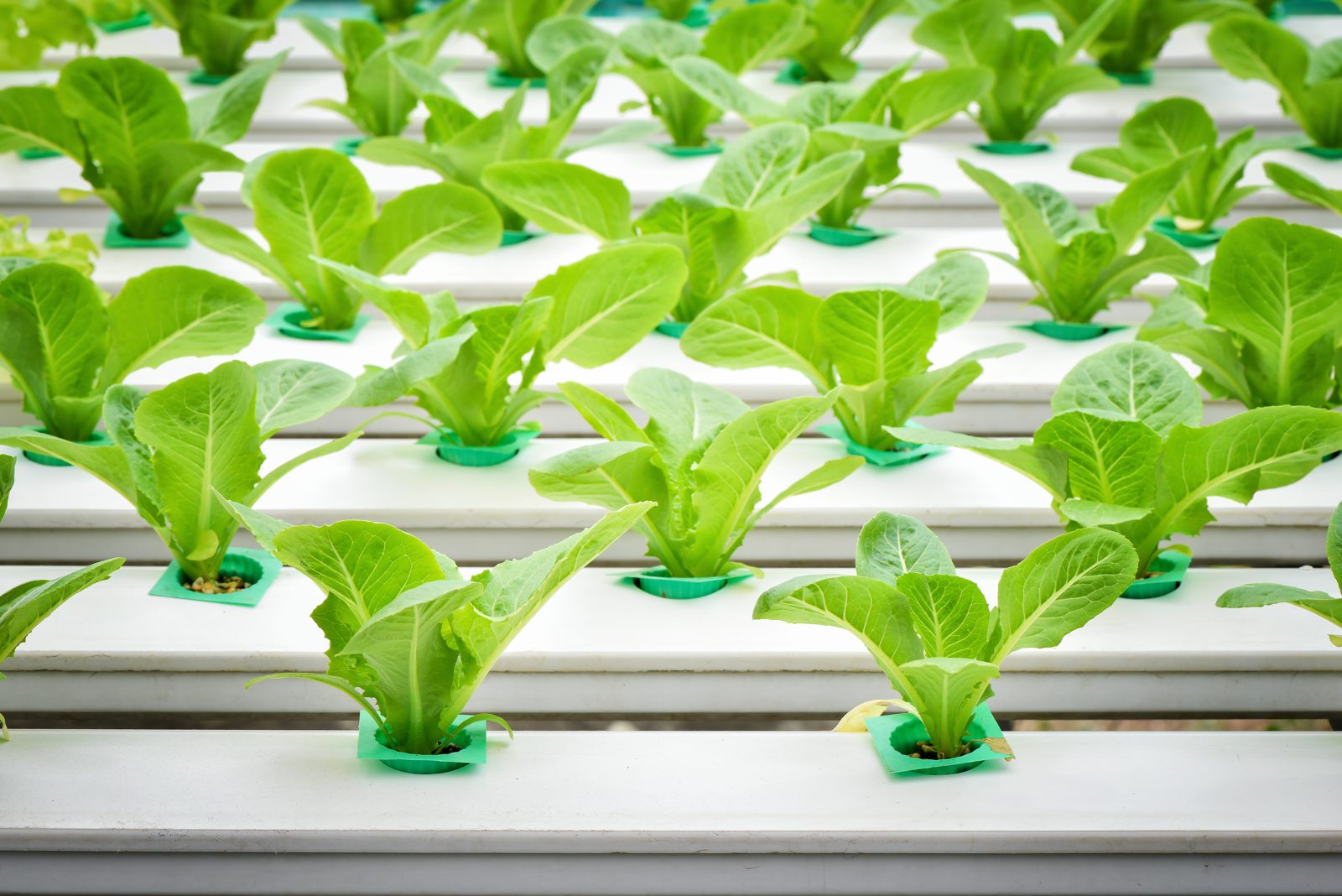 Renovum hydroponic crop in production