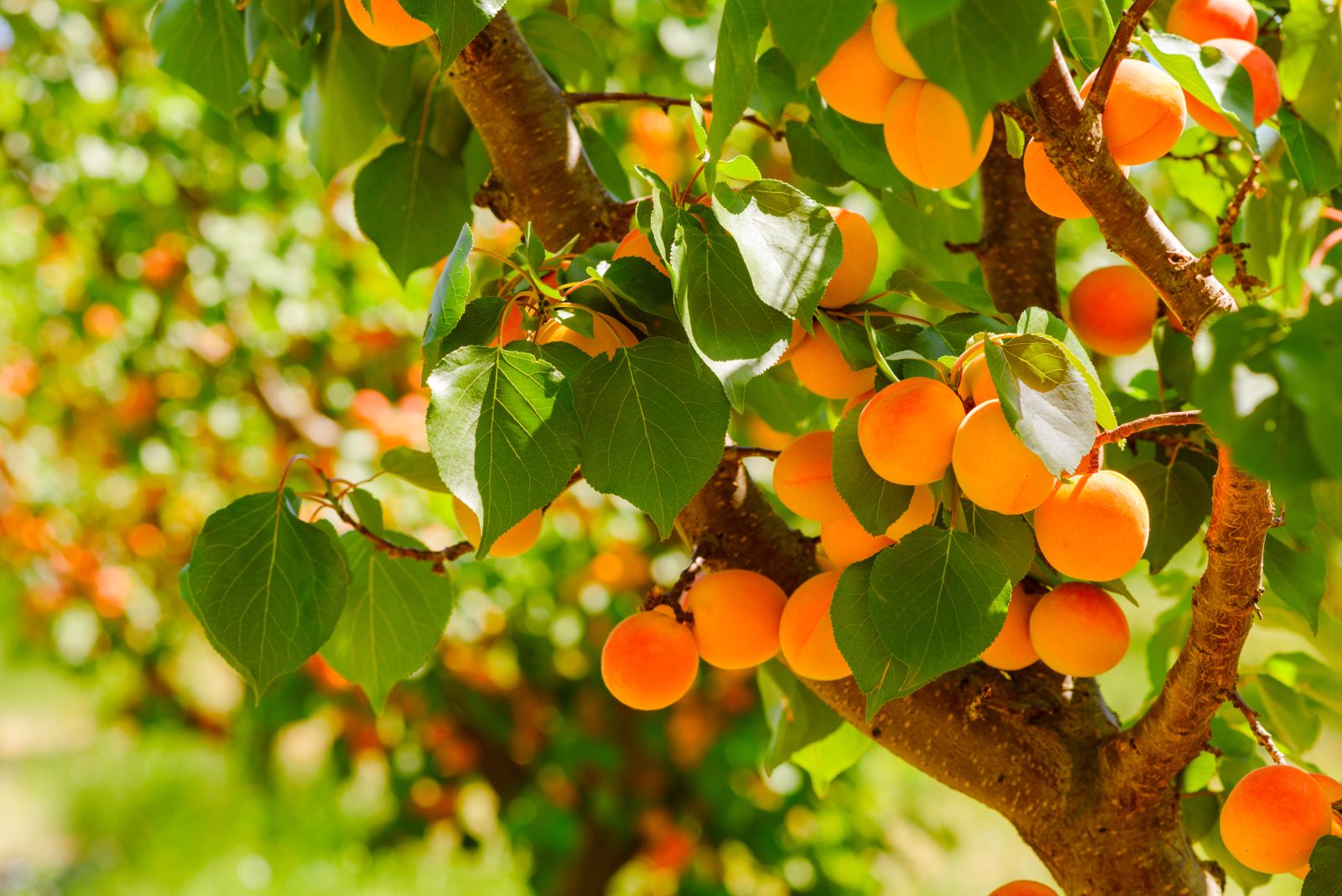 Peach crop — Renitor liquid calcium in the field