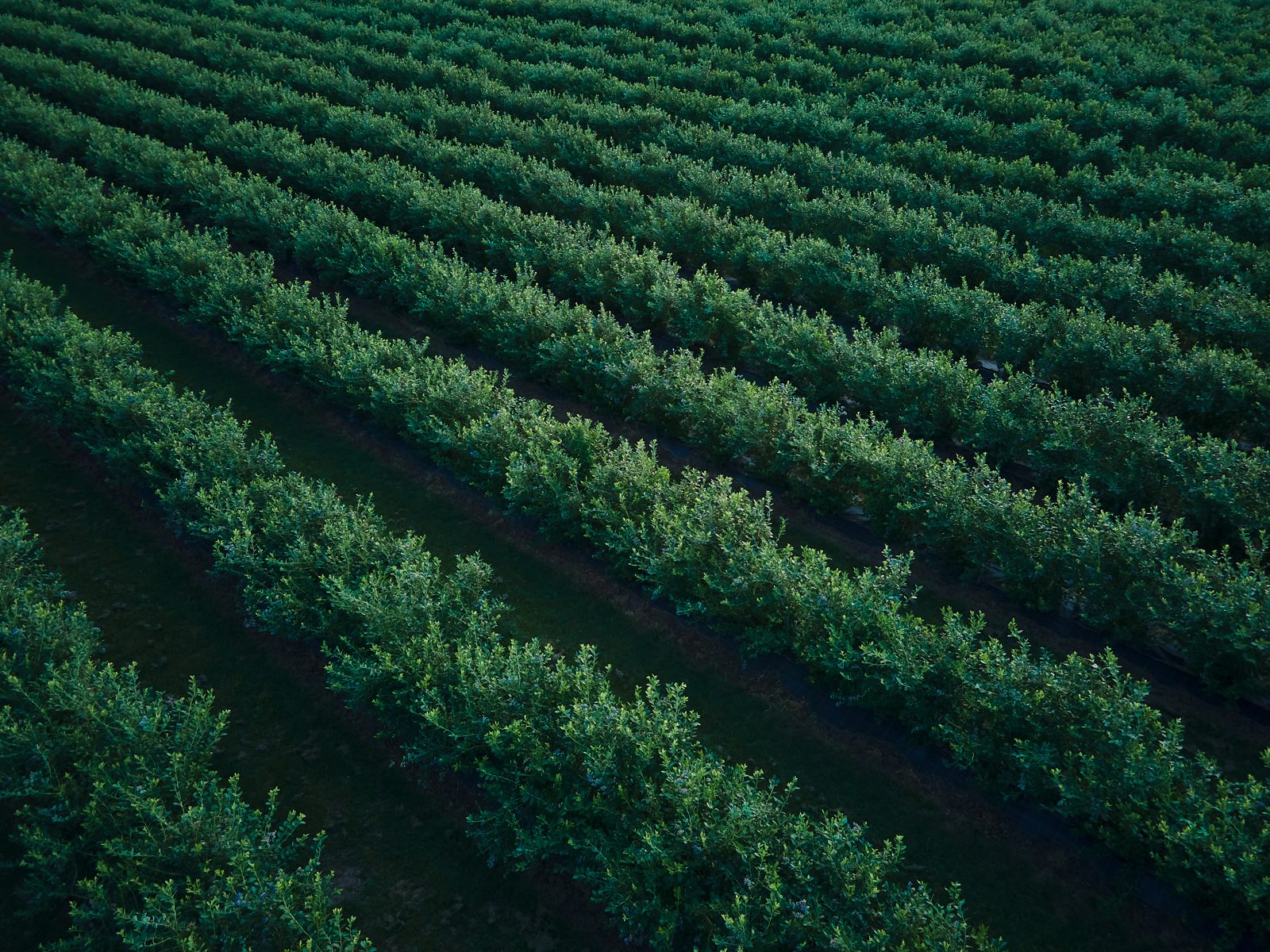 Vegetative crop — Renovum in the field